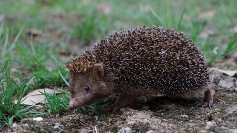 Discover the Lightning-Fast Spikes of a New Hedgehog Species