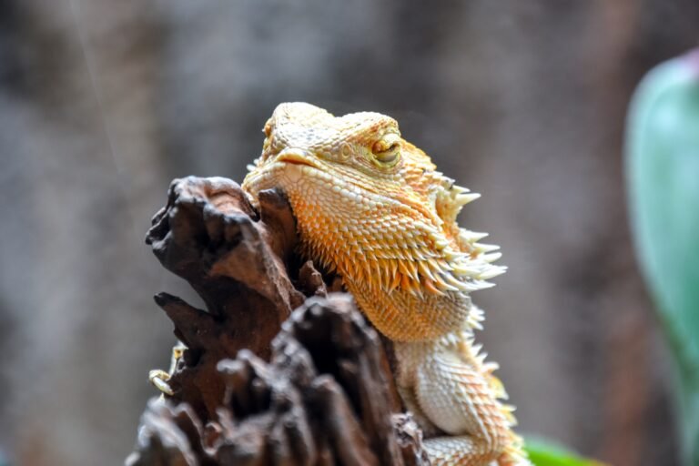 Bearded Dragon Care