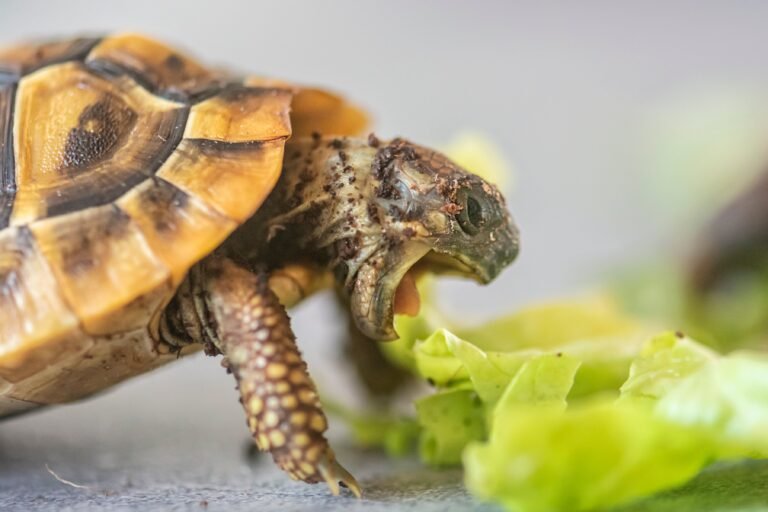 Caring for Your Hermann’s Tortoise