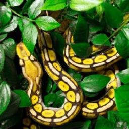 Maximizing Your Ball Python’s Habitat: Incorporating Live Plants for a Thriving Enclosure