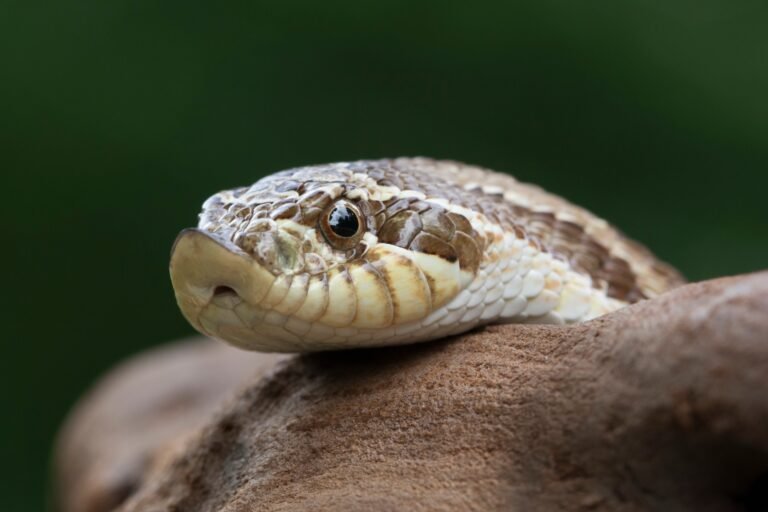 Caring for Hognose Snakes