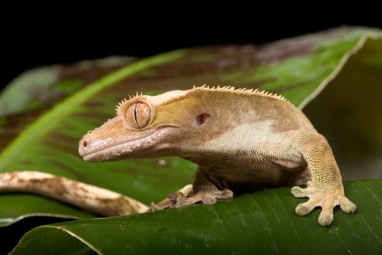 Caring for Crested Geckos