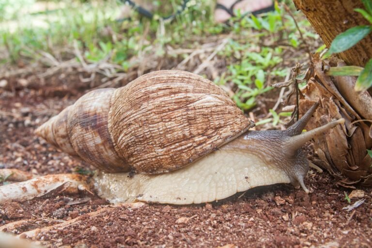 Caring for Giant African Land Snails