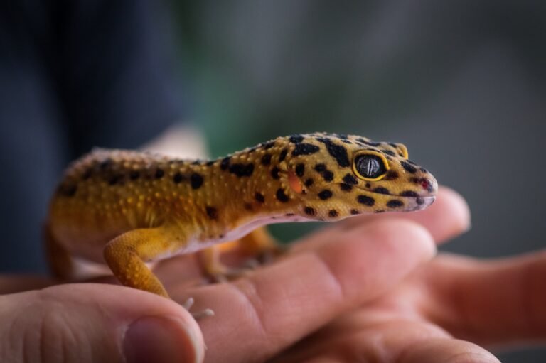 Caring for Your Leopard Gecko