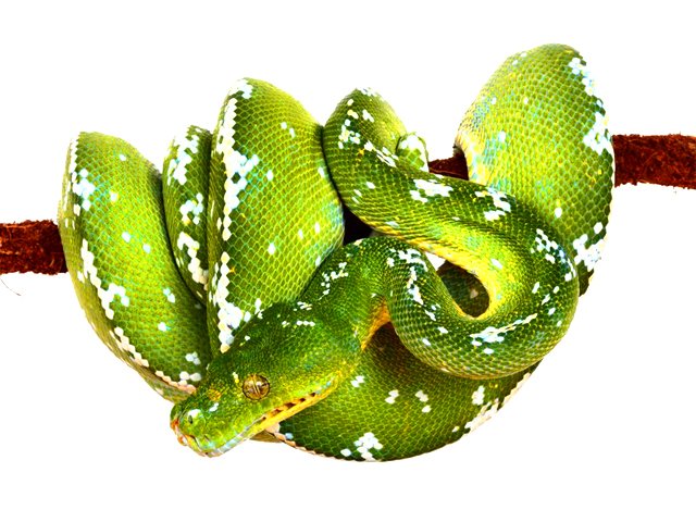 Unleashing the Mysteries of the Green Tree Python (Morelia viridis)