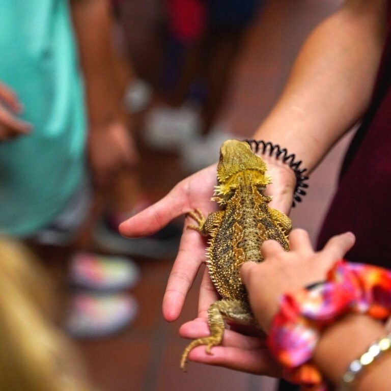 Unleash the Fun: Prime Time Critters’ Mobile Petting Zoos Take Reptile Entertainment to the Next Level!