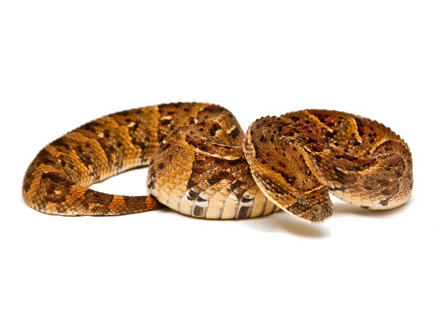 Unveiling the Deadly Puff Adder: A Closer Look at the Bitis arietans on ReptileTalk NET