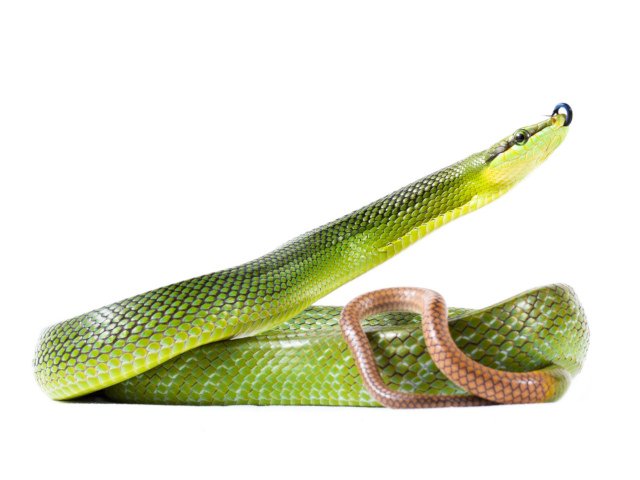 Discover the Vibrant World of the Pink-tailed Ratsnake (Gonyosoma oxycephalum)