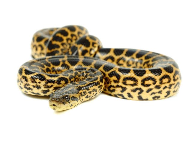 Uncovering the Mysteries of the Yellow Anaconda: A Fascinating Reptile Species on ReptileTalk NET