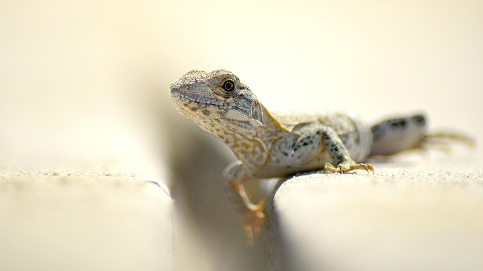 Reinventing Reptile Entertainment: Mobile Petting Zoos' Rise to Prominence