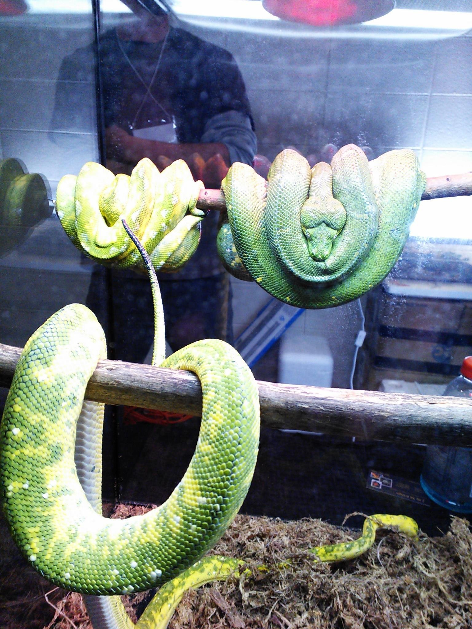 Revolutionizing Reptile Education: Prime Time Critters' Enriching encounters