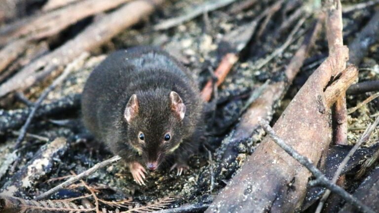 Tiny male marsupials sacrifice sleep for an opportunity at intercourse — then all die without delay and get eaten