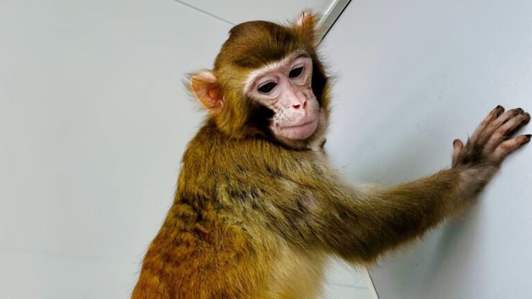 Meet ‘Retro’: The first ever cloned rhesus monkey to outlive greater than a day