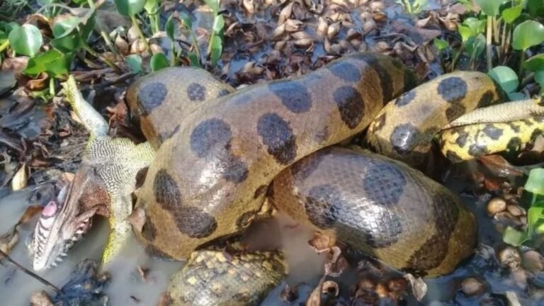 Uncovering the Northern Green Anaconda: The Newly Discovered Heaviest Snake Species on Earth