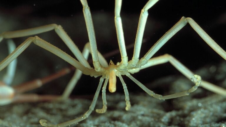 140 Years Later: Uncovering the Hidden World of Giant Antarctic Sea Spiders and Their Minuscule Eggs