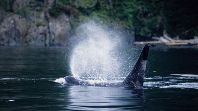 Orca calf refuses to go away a lagoon the place its mom stranded and died off Vancouver Island